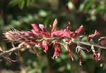 Indigofera cecilii