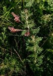 Indigofera cecilii