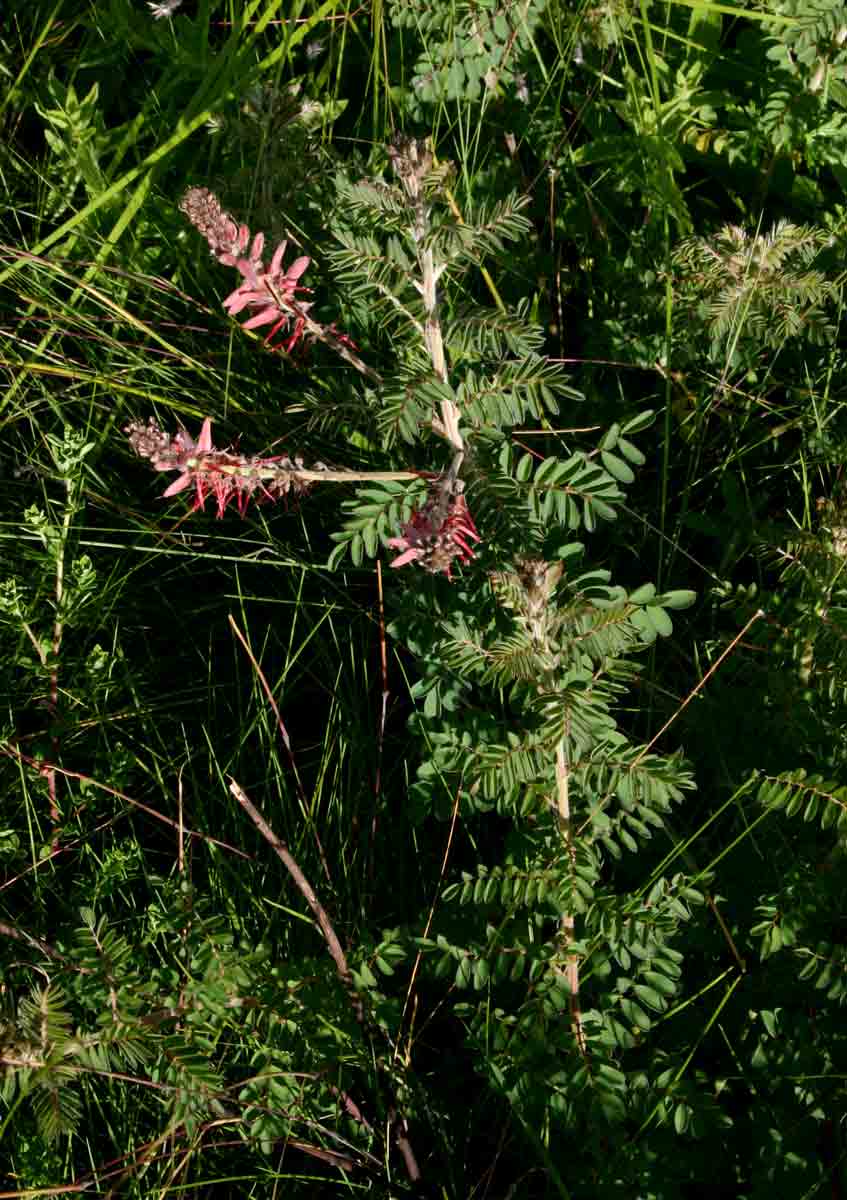 Indigofera cecilii