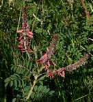 Indigofera cecilii