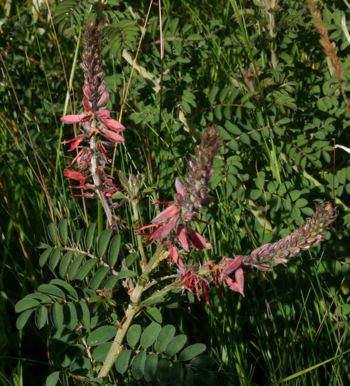 Indigofera cecilii
