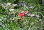 Indigofera cecilii