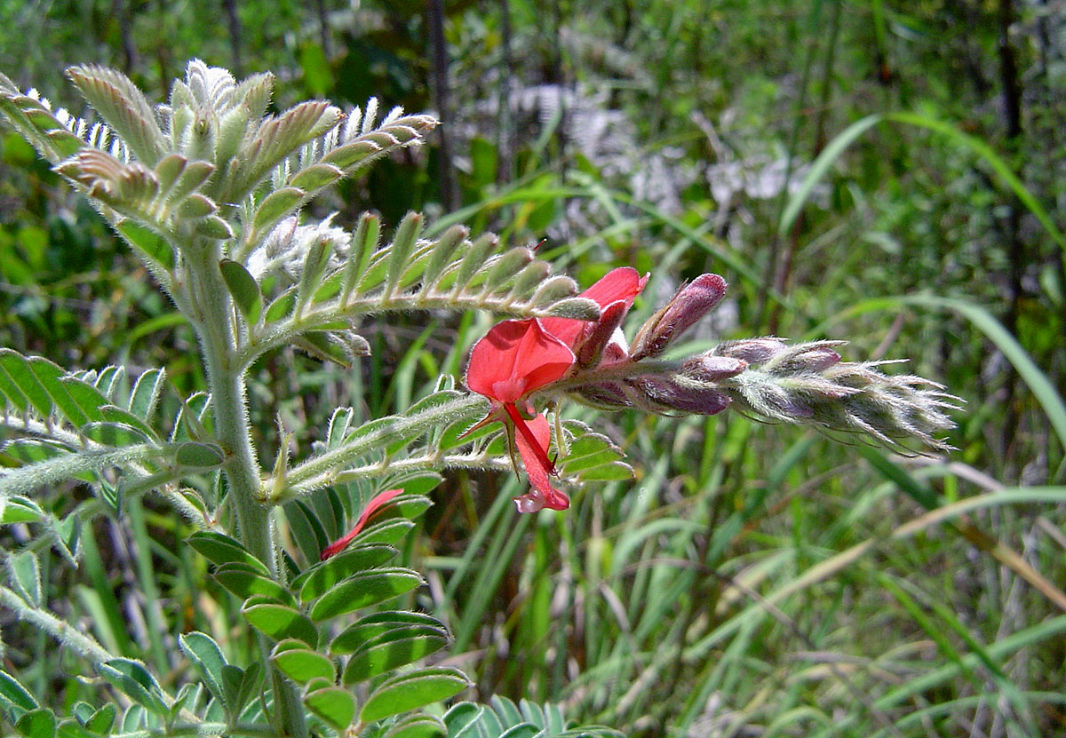 Indigofera cecilii