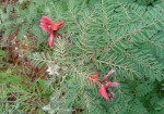 Indigofera cecilii
