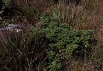 Indigofera cecilii