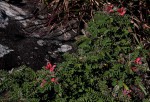 Indigofera cecilii