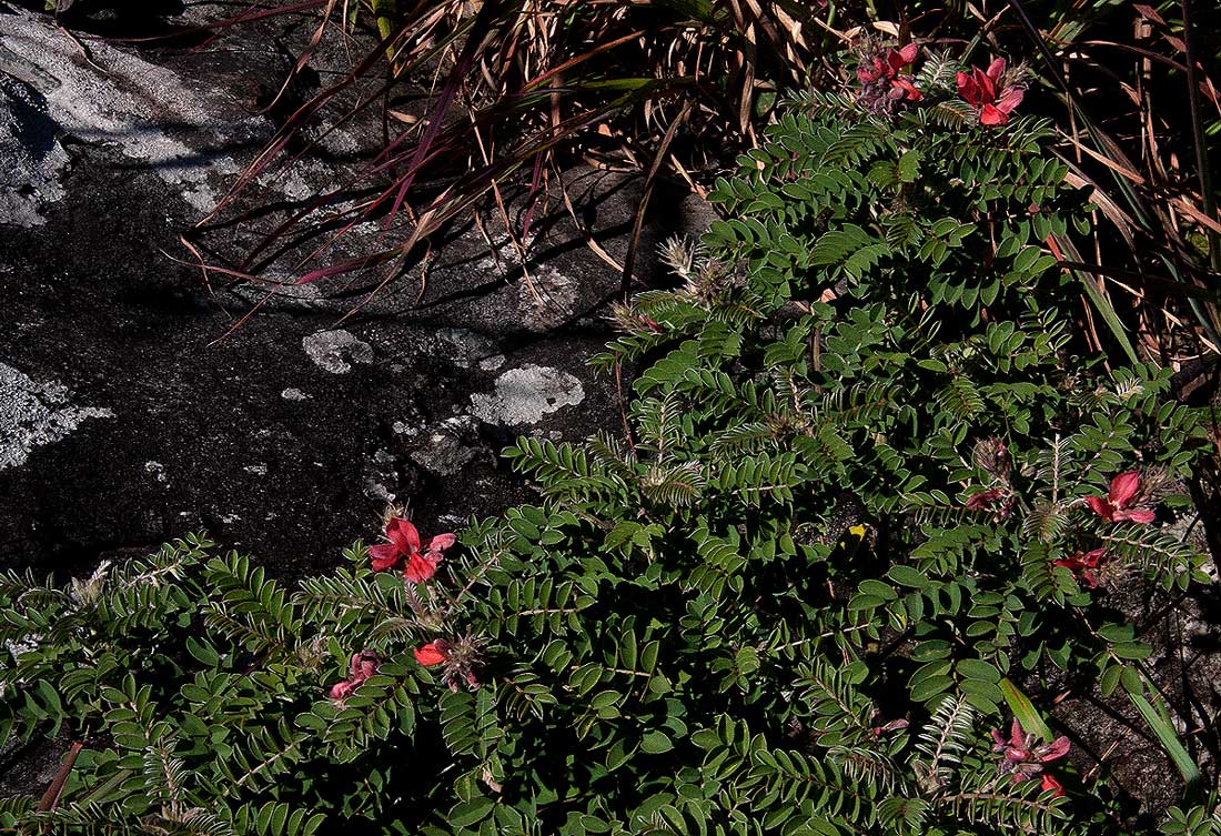 Indigofera cecilii