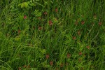 Indigastrum costatum subsp. macrum