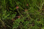 Indigastrum costatum subsp. macrum