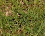 Indigofera demissa