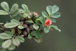 Indigofera demissa