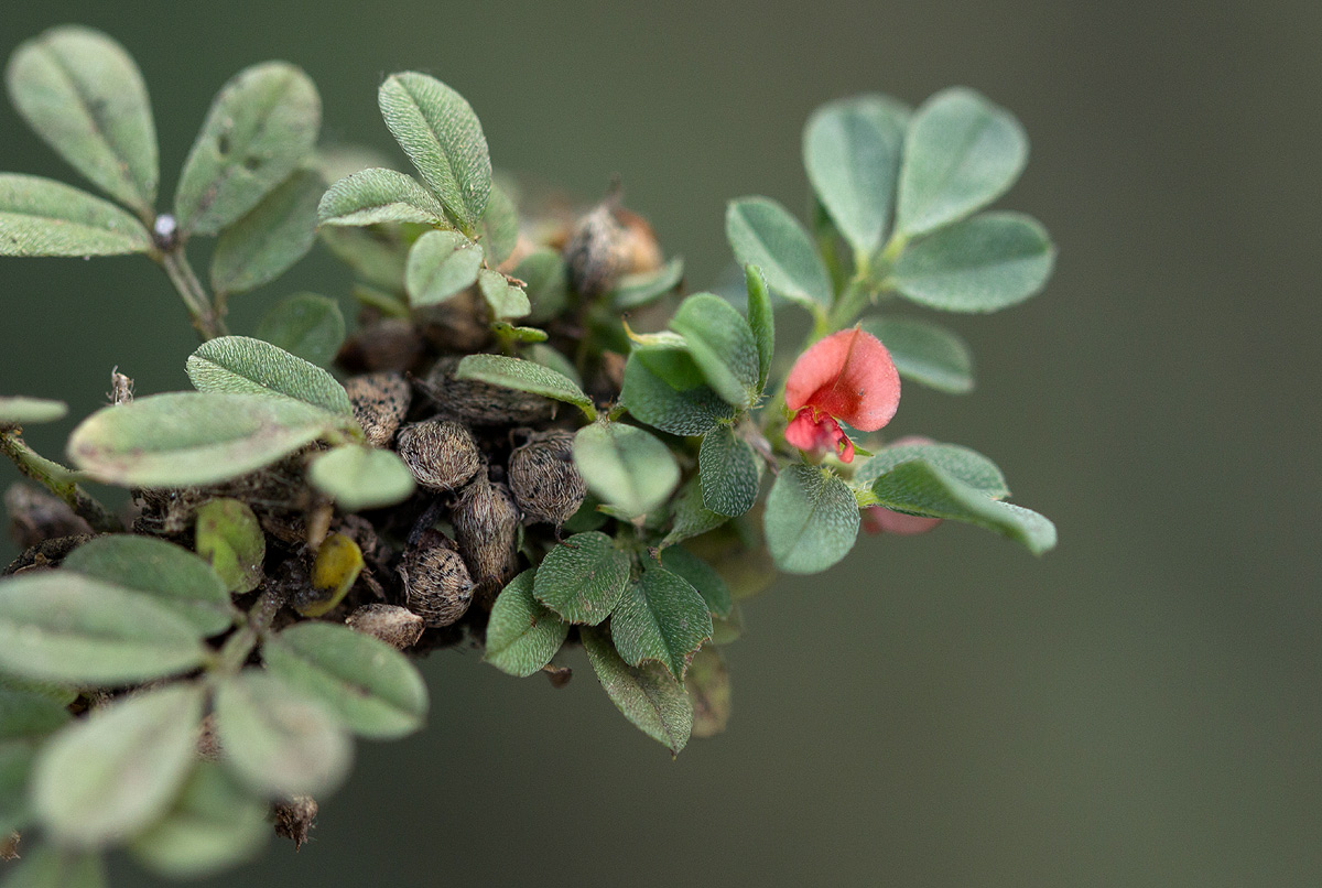 Indigofera demissa