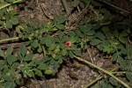 Indigofera demissa