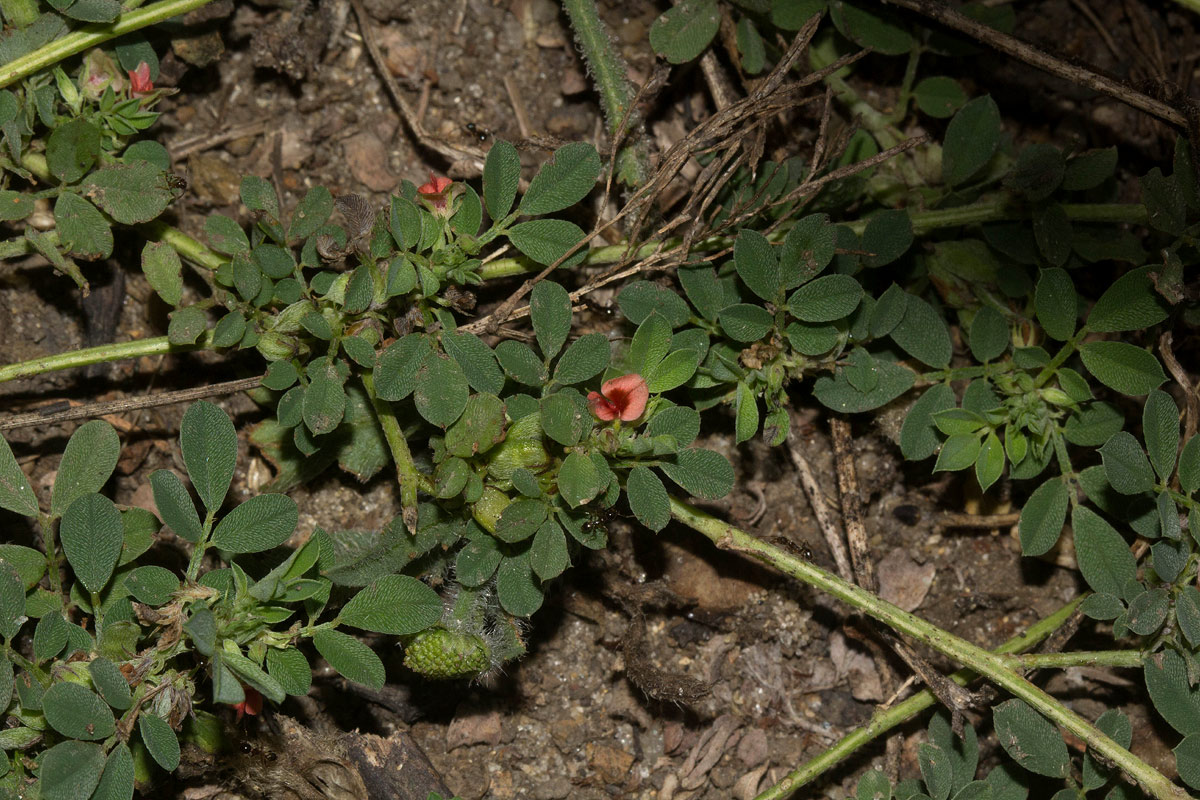 Indigofera demissa