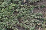 Indigofera demissa