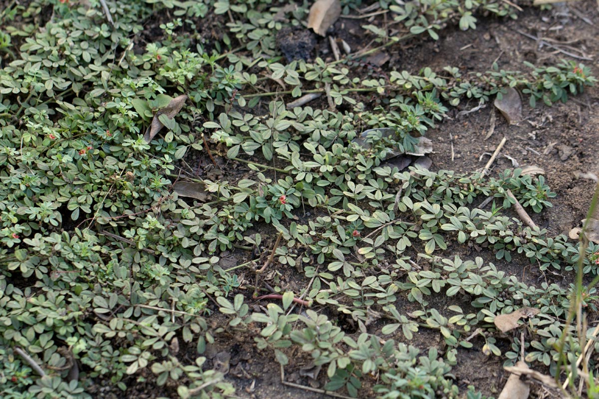 Indigofera demissa