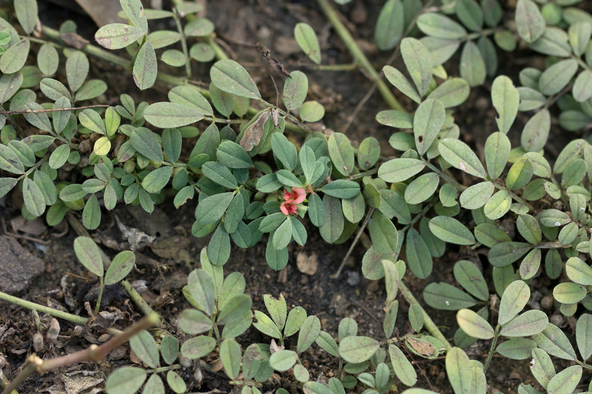 Indigofera demissa