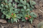 Indigofera demissa