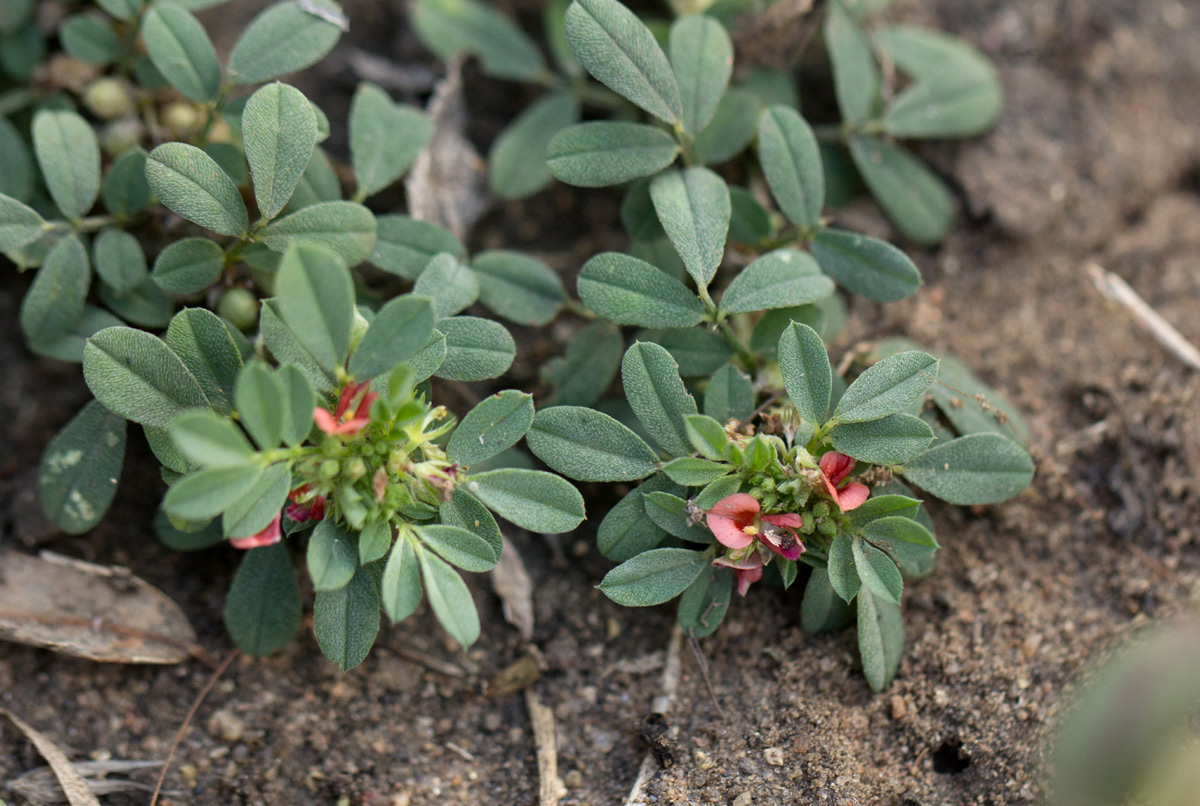 Indigofera demissa