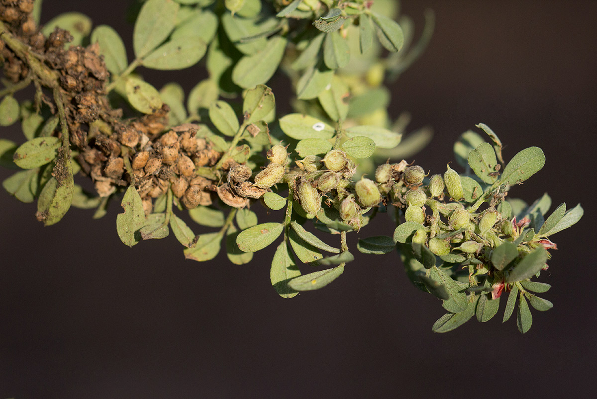 Indigofera demissa