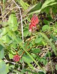 Indigofera dimidiata