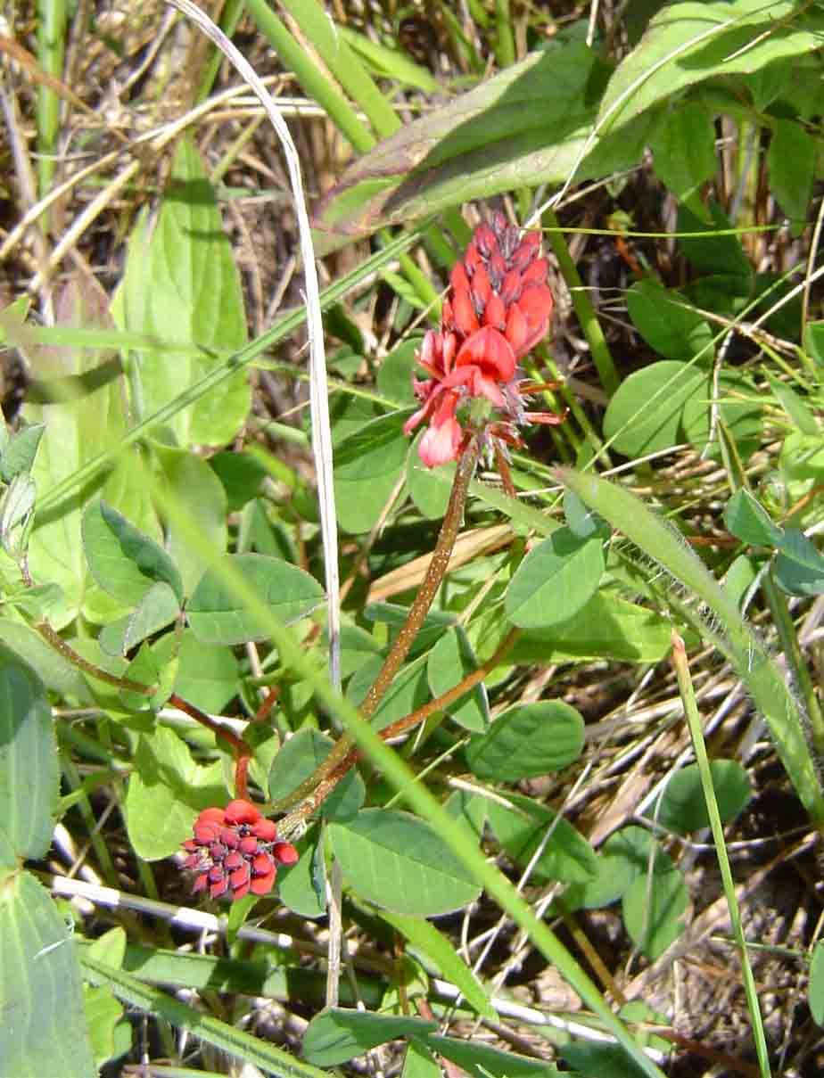 Indigofera dimidiata