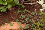 Indigofera dimidiata