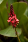 Indigofera dimidiata