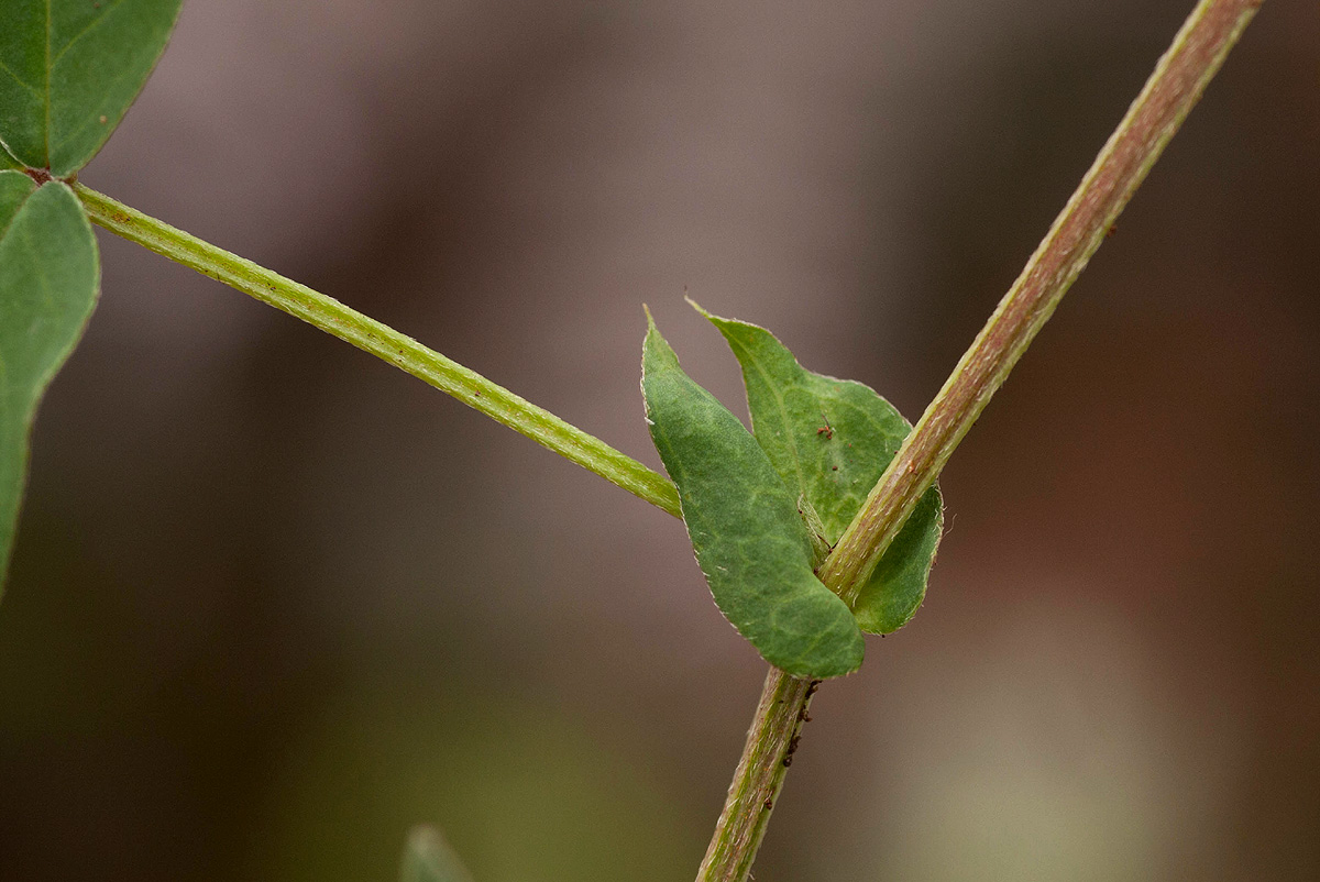 Indigofera dimidiata