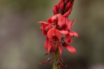 Indigofera dimidiata