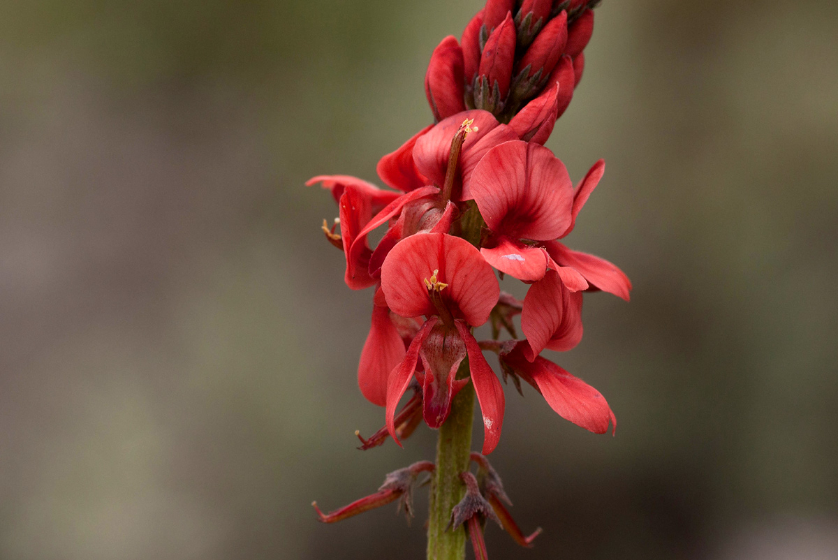 Indigofera dimidiata
