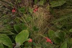Indigofera dimidiata
