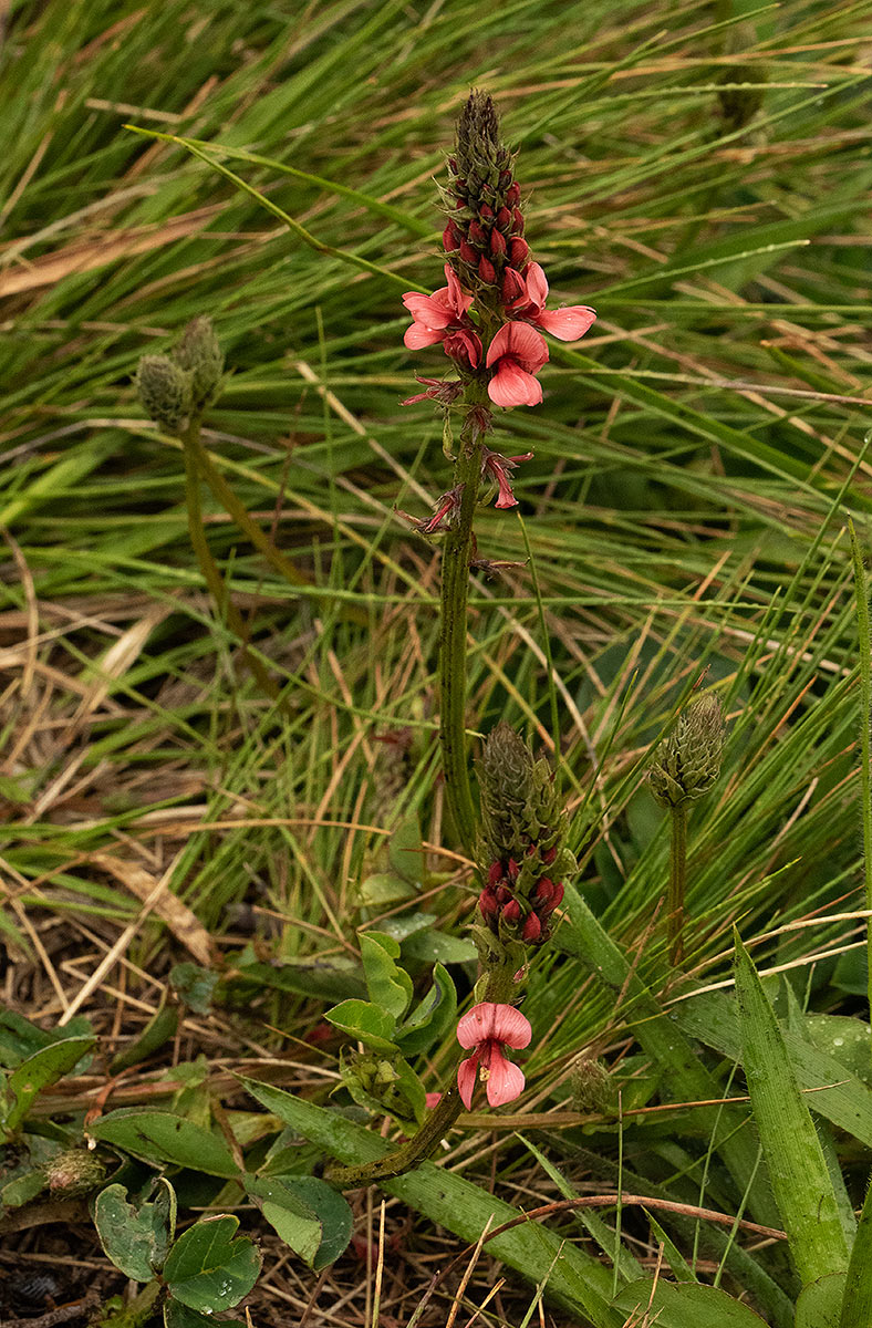 Indigofera dimidiata