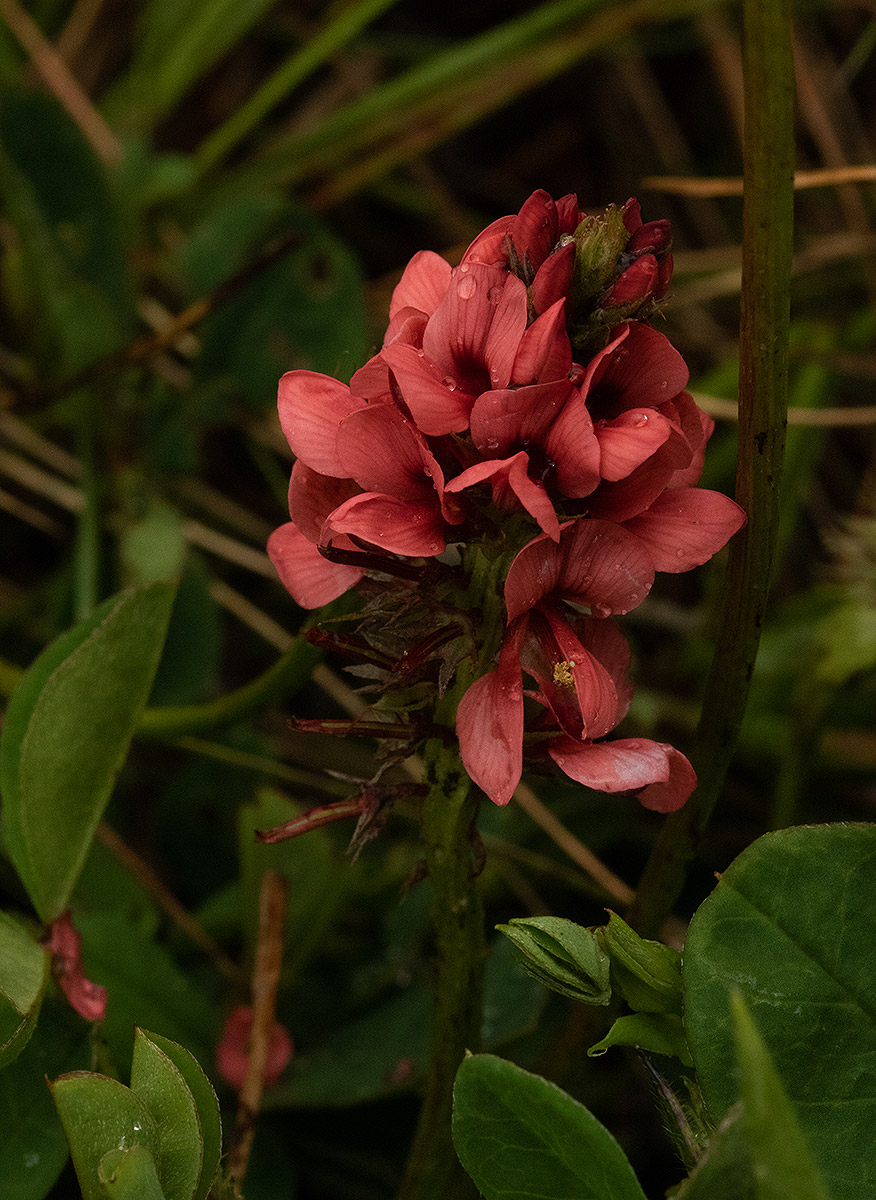 Indigofera dimidiata