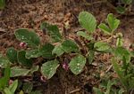 Indigofera flavicans
