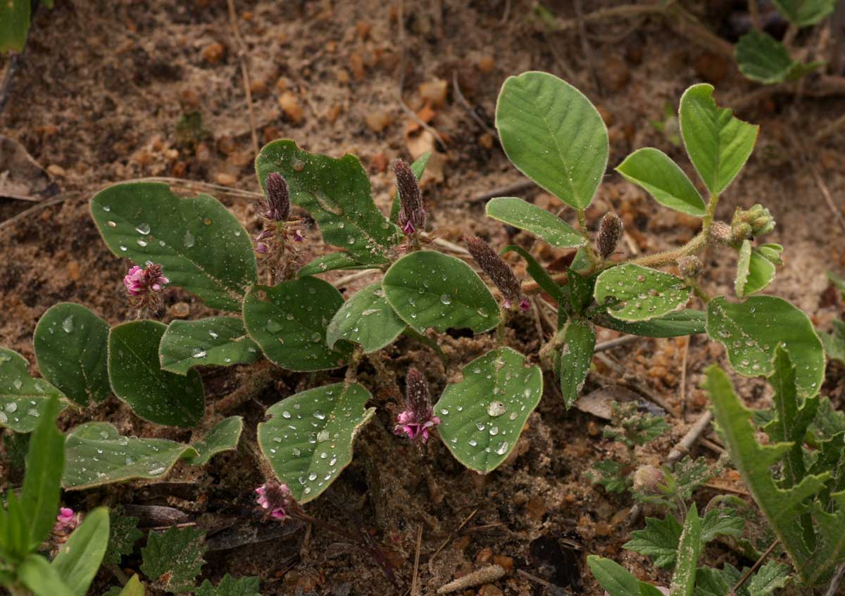 Indigofera flavicans