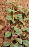 Indigofera flavicans