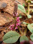 Indigofera flavicans