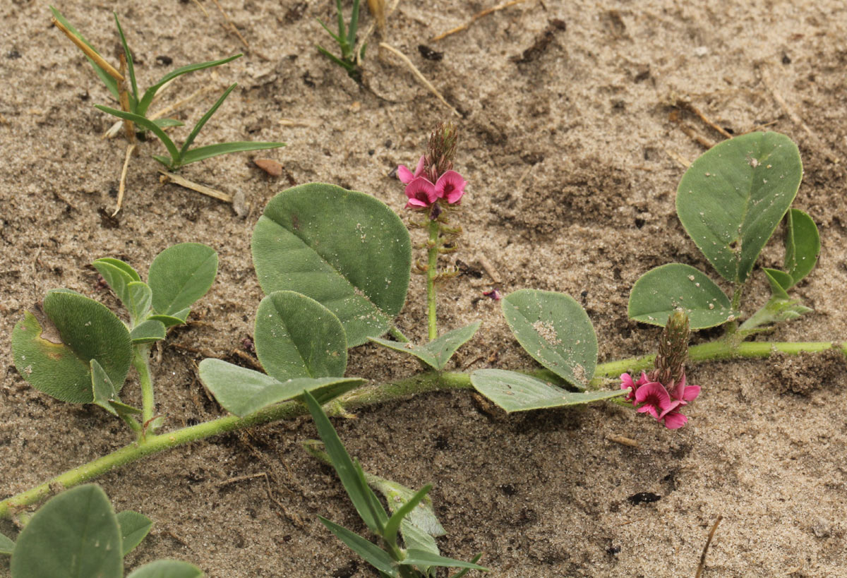 Indigofera flavicans