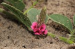Indigofera flavicans
