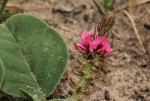Indigofera flavicans