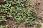 Indigofera flavicans