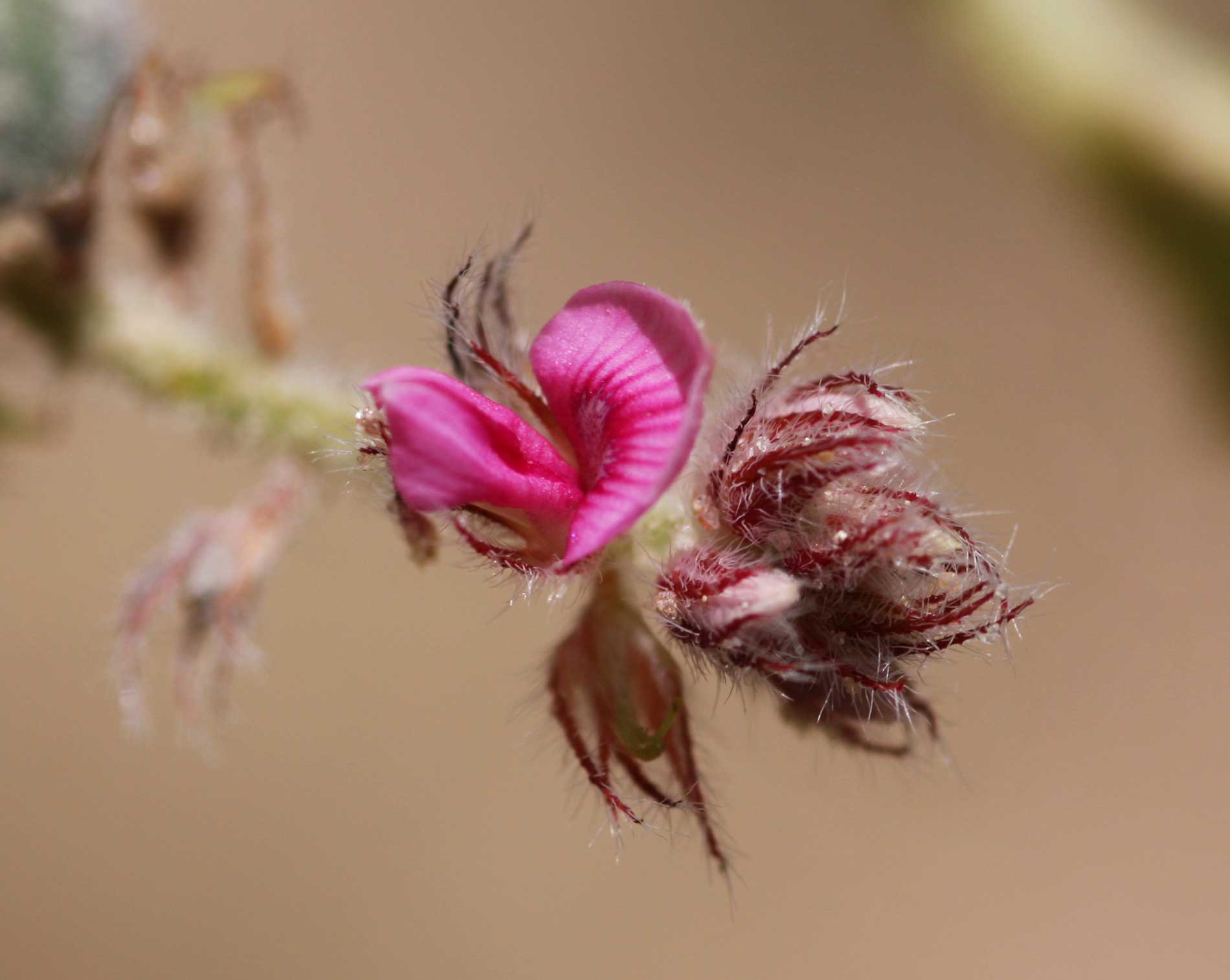 Indigofera flavicans