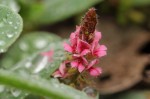 Indigofera flavicans