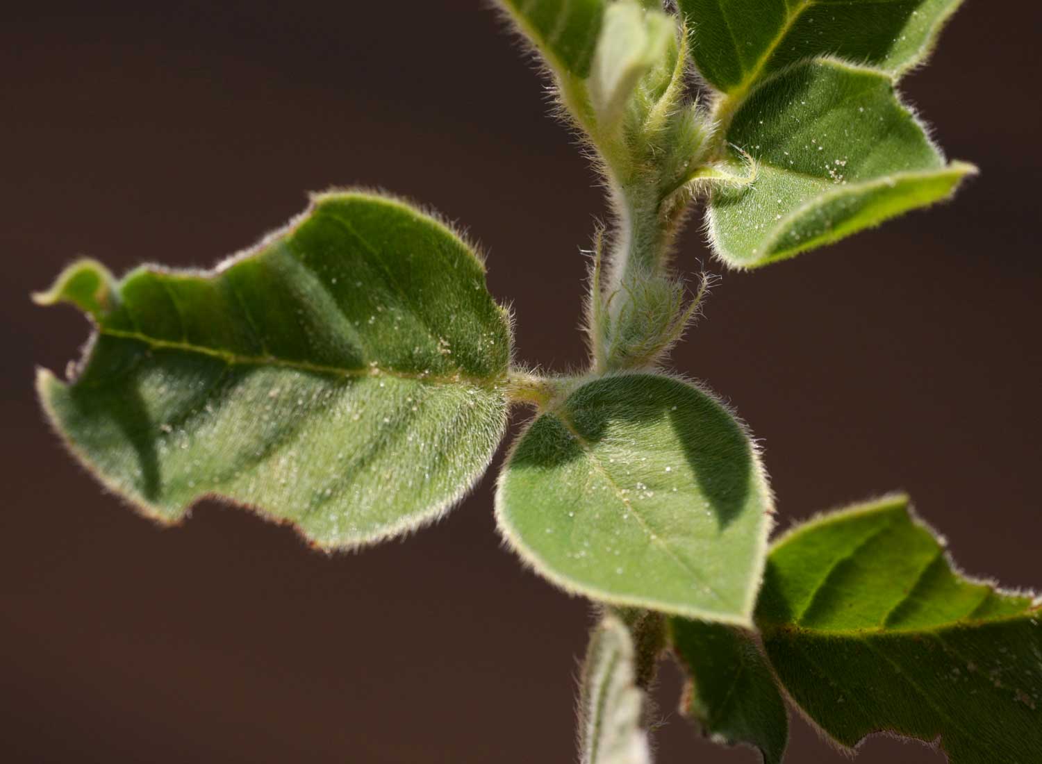 Indigofera flavicans