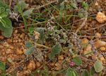 Indigofera flavicans