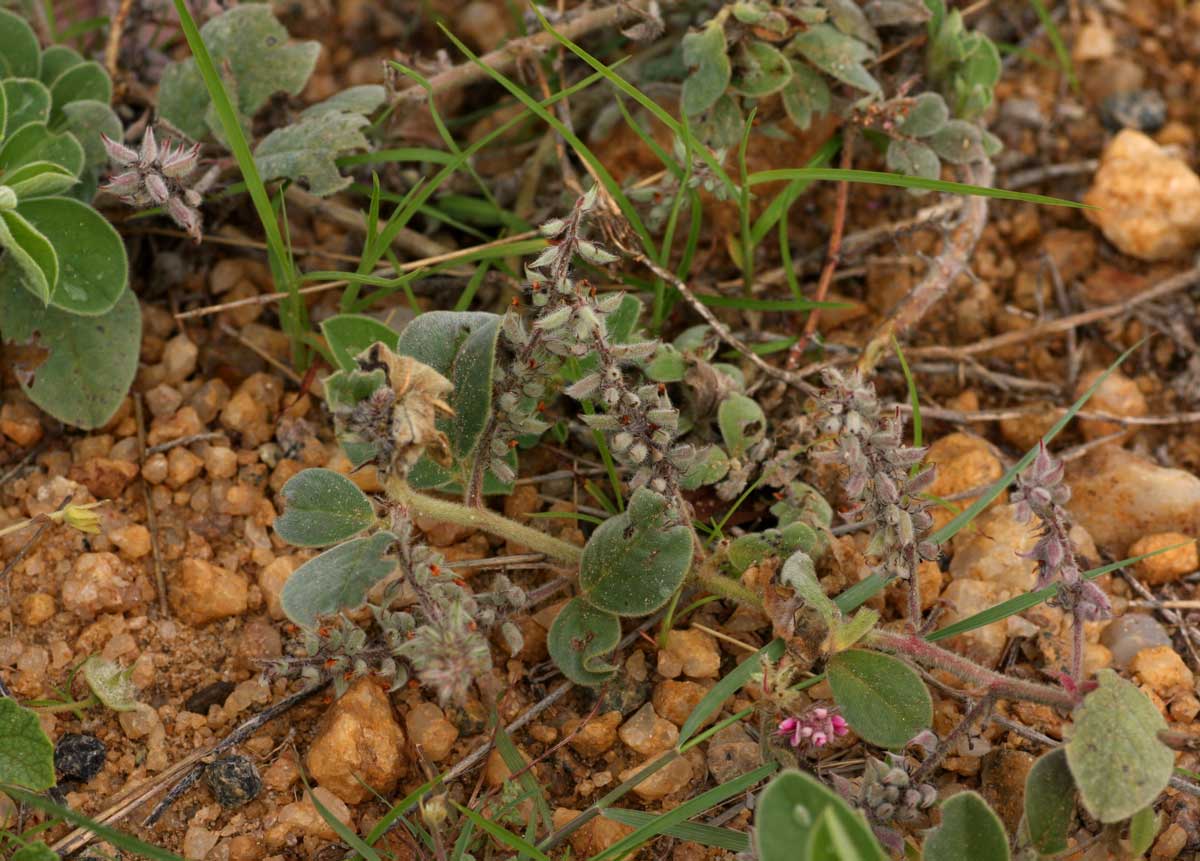 Indigofera flavicans