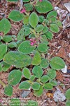 Indigofera flavicans