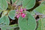 Indigofera flavicans