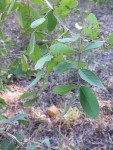 Indigofera garckeana